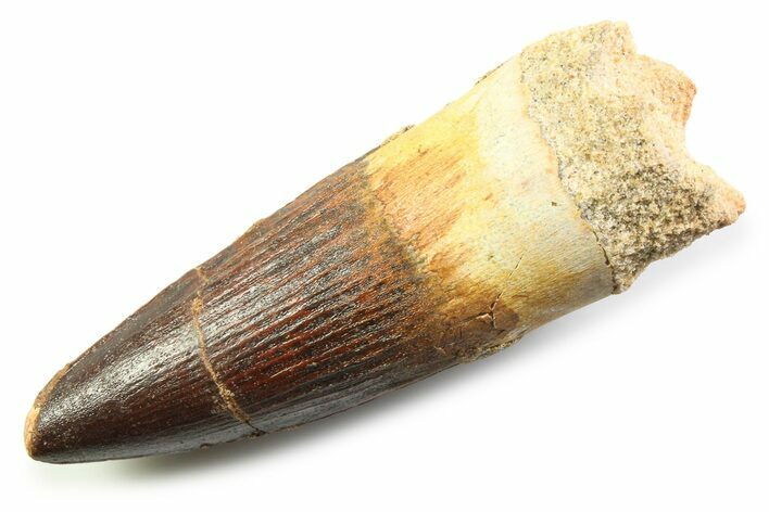 Fossil Spinosaurus Tooth - Robust Tooth #357684